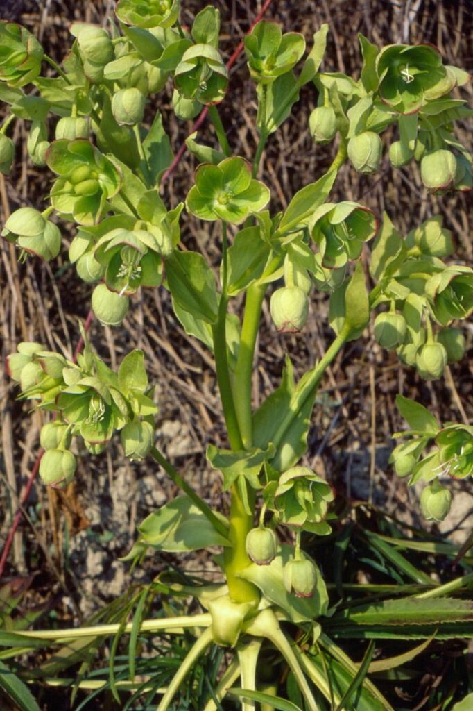 Helleborus-foetidus, Alba, ripa strada Madonna di Como, 1989